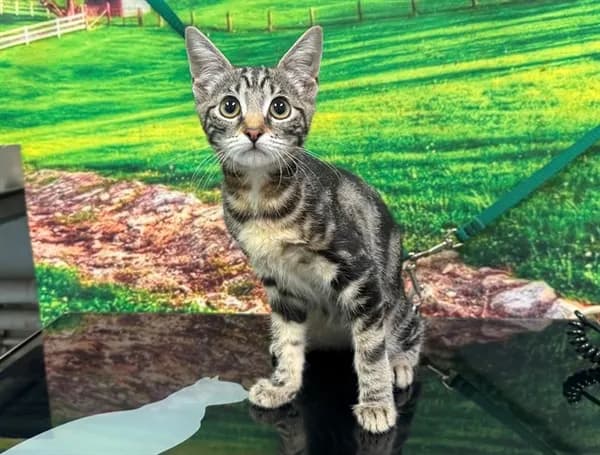 Unnamed - Domestic Shorthair mix