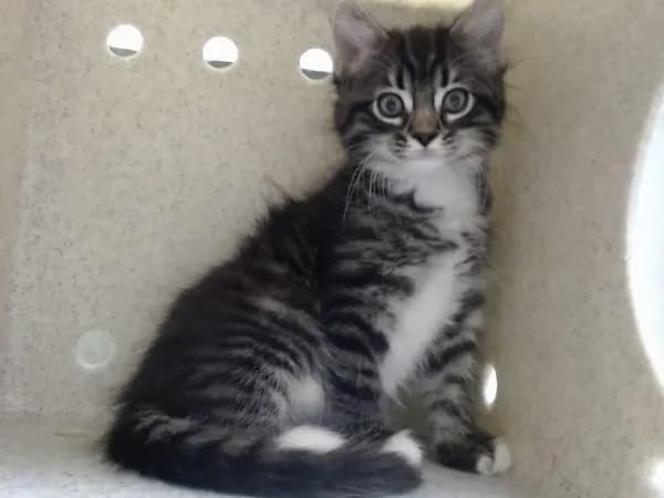 Unnamed - Domestic Longhair mix