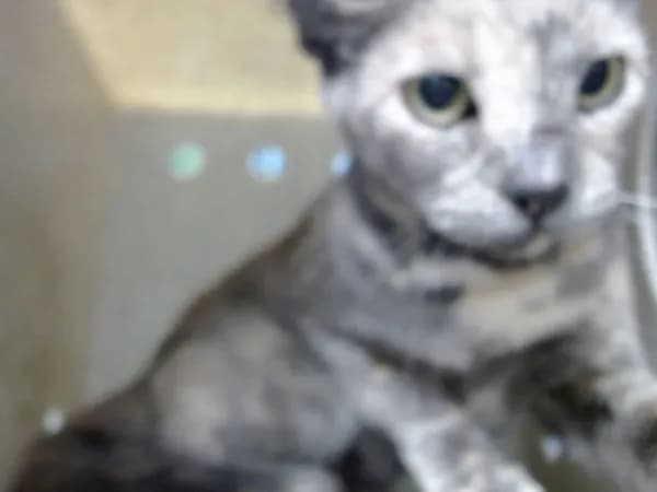 Unnamed - Domestic Shorthair