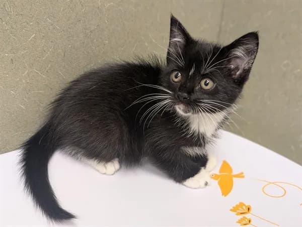 Unnamed - Domestic Shorthair