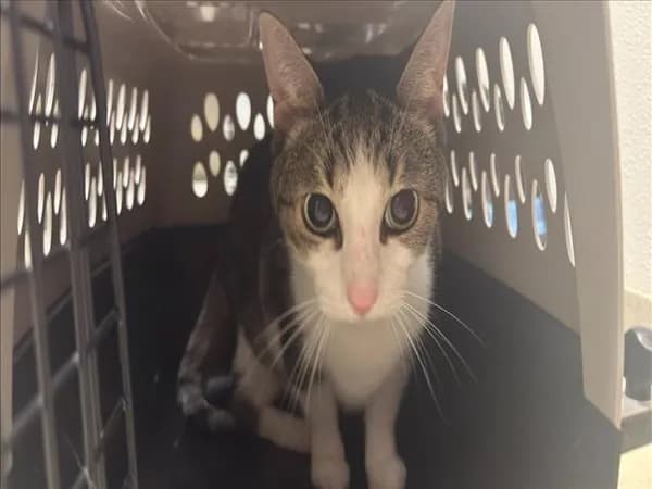 Gunner - Domestic Shorthair