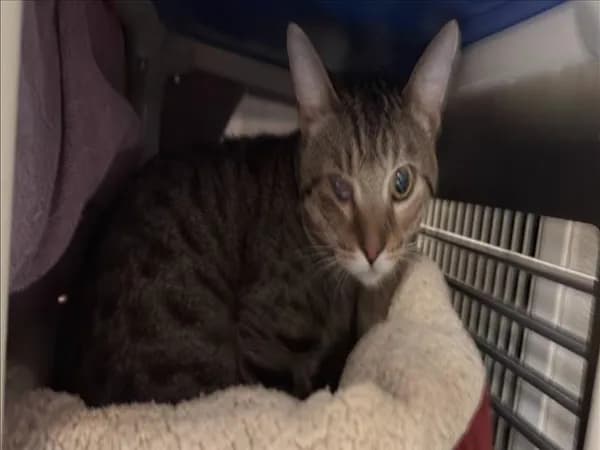 Binky - Domestic Shorthair