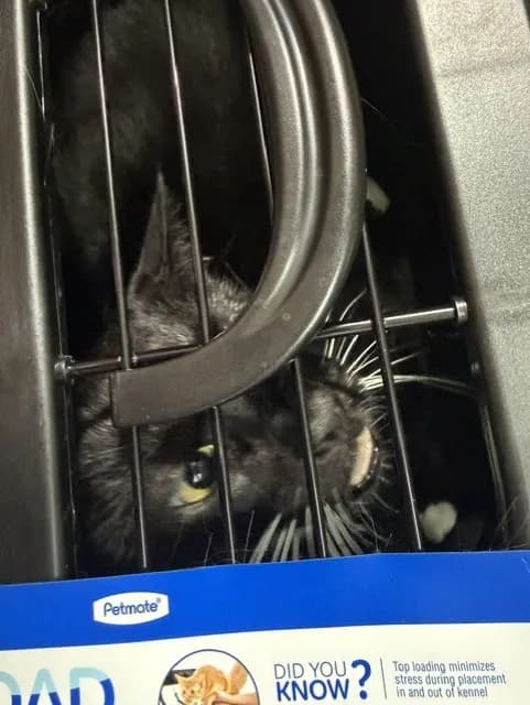 Jupiter - Domestic Shorthair