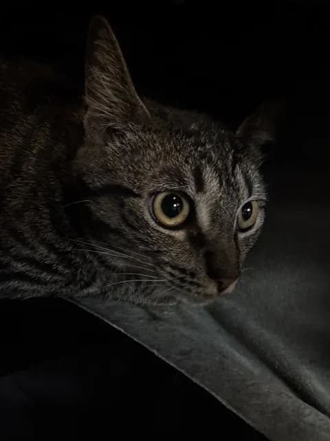Drizella - Domestic Shorthair