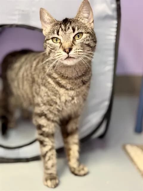 Kuvira - Domestic Shorthair
