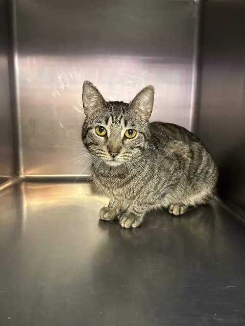 Mister Man - Domestic Shorthair