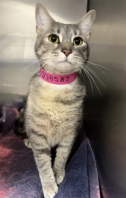 Kali - Domestic Shorthair