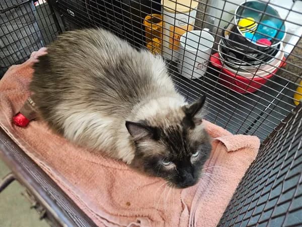 Wolfie - Siamese