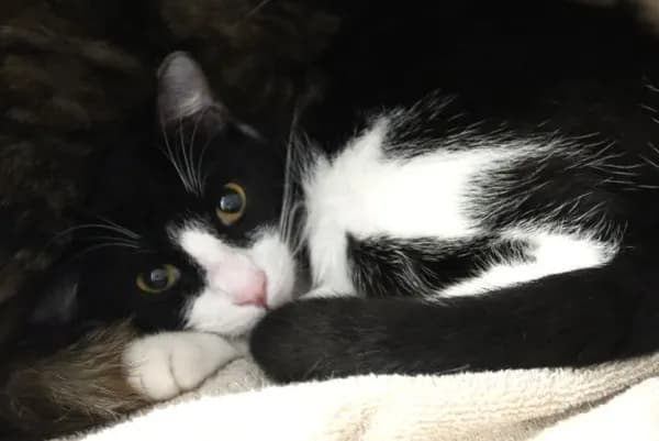 Superfly* - Domestic Shorthair