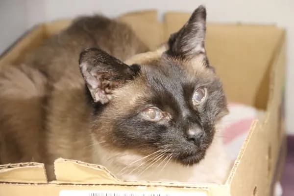 Twitch - Siamese