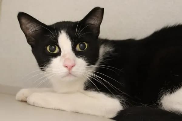 Jerry - Domestic Shorthair