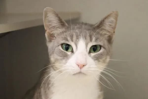 Maya - Domestic Shorthair