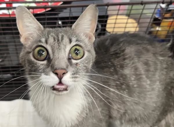 Rutabaga* - Domestic Shorthair