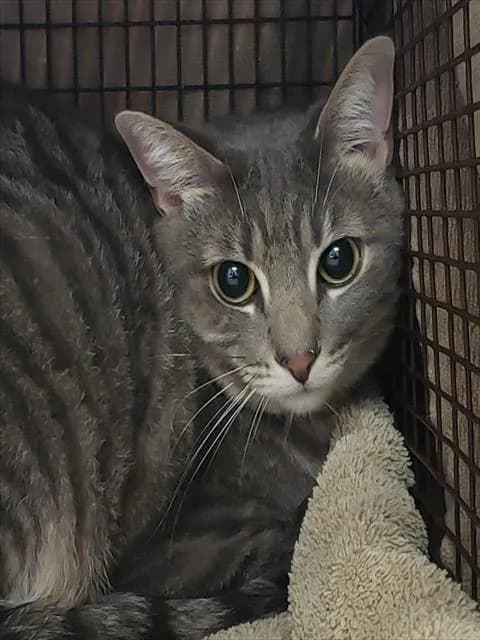 Fruity Pebbles - Domestic Shorthair