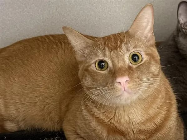 Achoo* - Domestic Shorthair