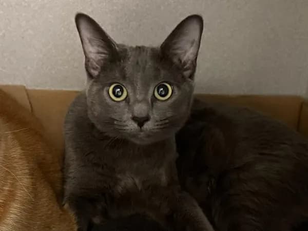 Bless* - Domestic Shorthair