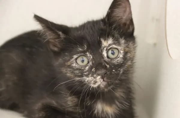 Fruitylicious* - Domestic Shorthair