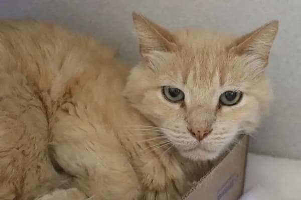 Guero - Domestic Shorthair