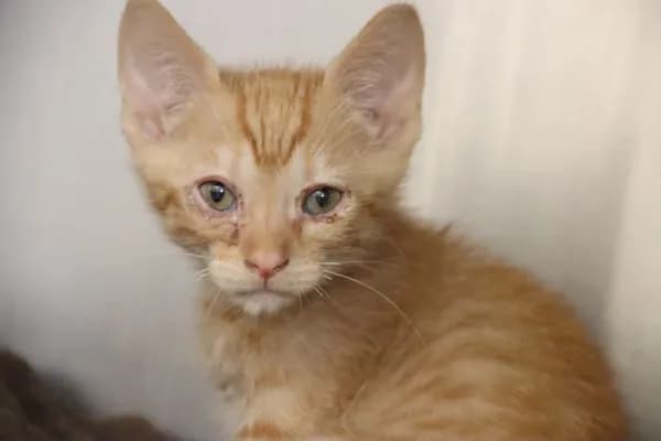 Fire Cracker* - Domestic Shorthair