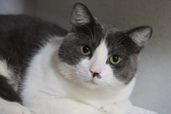 Baxter* - Domestic Shorthair