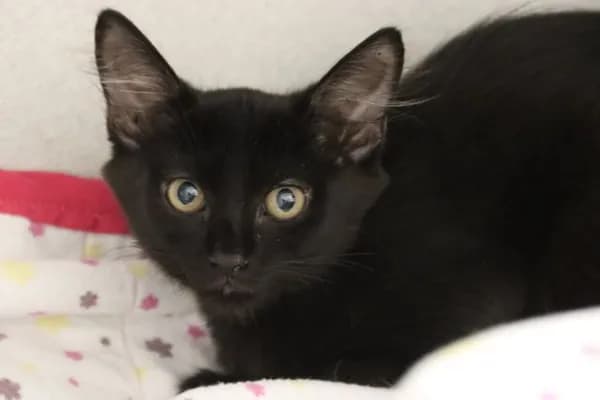 Peepers - Domestic Shorthair
