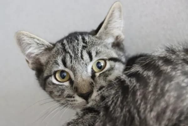 Bugz* - Domestic Shorthair