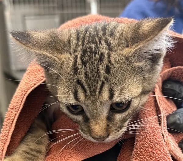 Panchito* - Domestic Shorthair