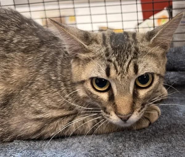 Guadalupe - Domestic Shorthair