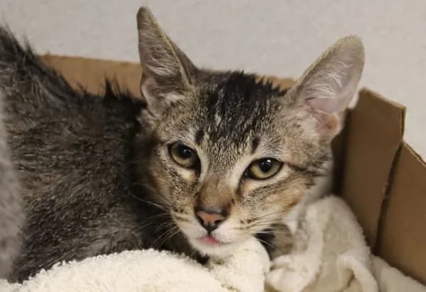 Tex - Domestic Shorthair
