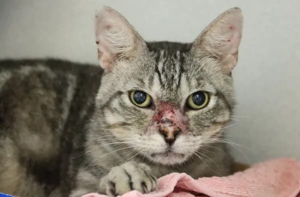 Jackson - Domestic Shorthair