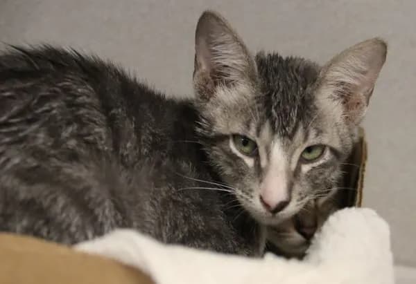 Clover* - Domestic Shorthair