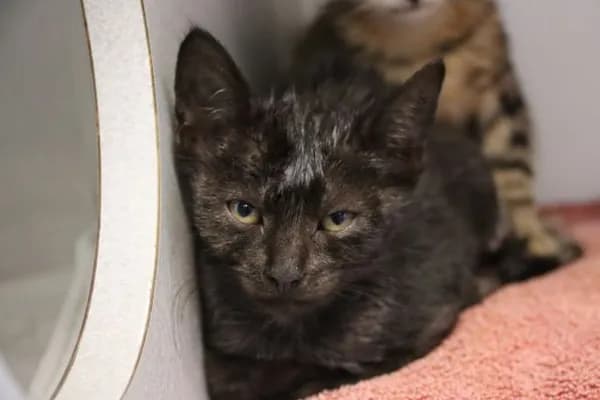 Aspen* - Domestic Shorthair