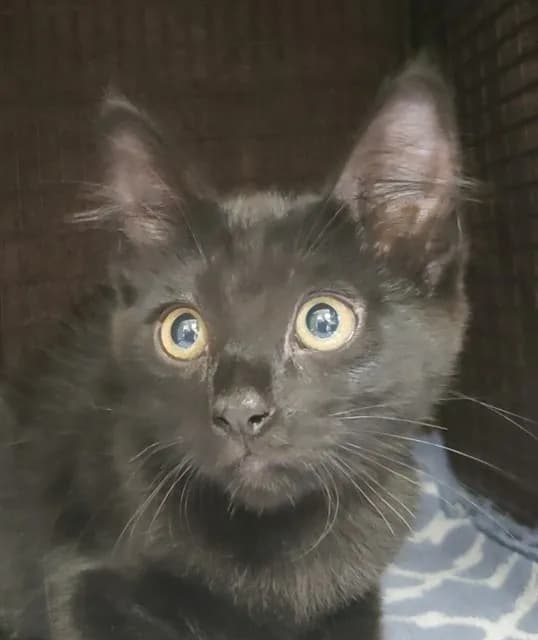 Djanga Silverfox - Domestic Shorthair