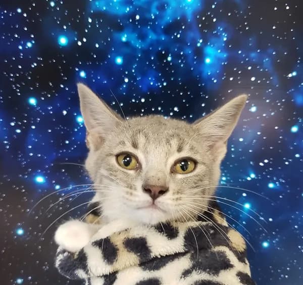 Pistol Pete - Domestic Shorthair