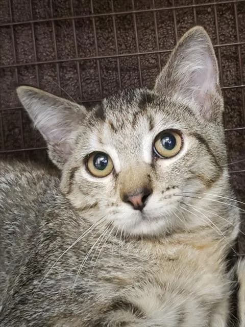Electra - Abyssinian and Domestic Shorthair