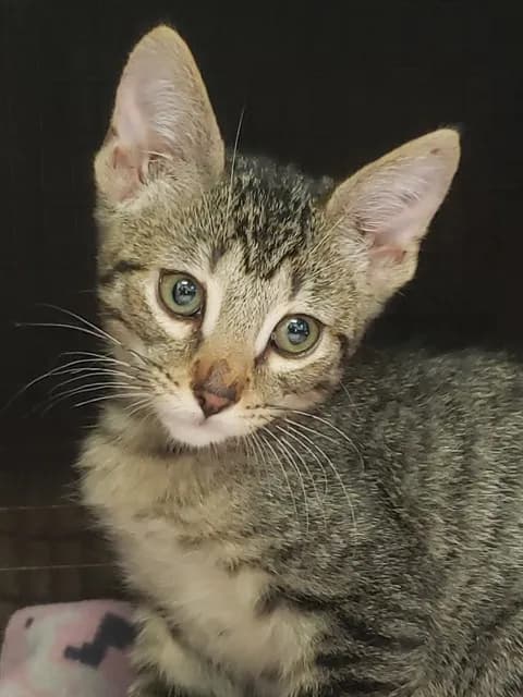 Roman - Abyssinian and Domestic Shorthair