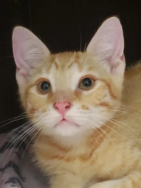 Thor - Domestic Shorthair