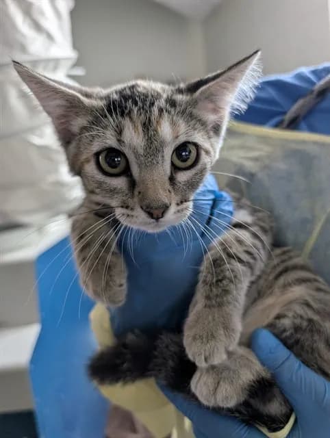Harmony* - Domestic Shorthair