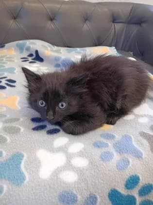 Gouda - Domestic Longhair mix