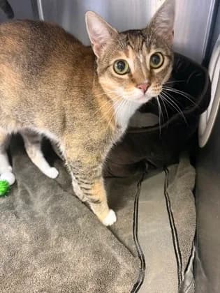 Pumpkin - Domestic Shorthair mix