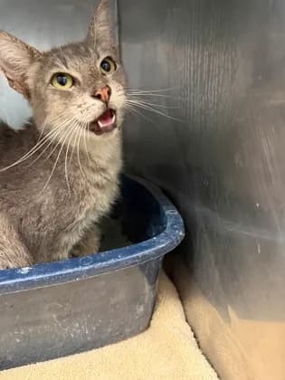 Weedori - Domestic Shorthair mix