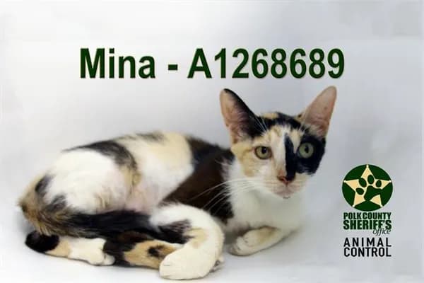 Mina - Domestic Shorthair