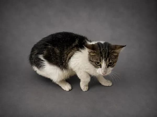 Darla - Domestic Shorthair