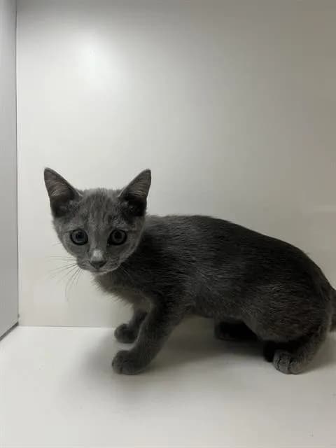 Priscilla - Domestic Shorthair