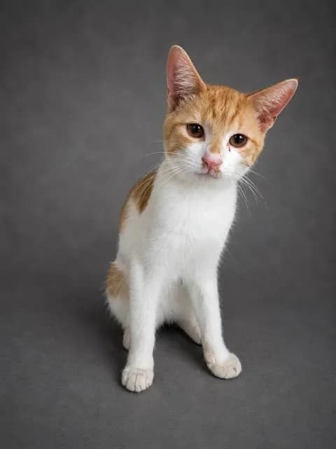 Unnamed - Domestic Shorthair