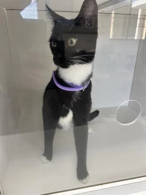 Pinky - Domestic Shorthair