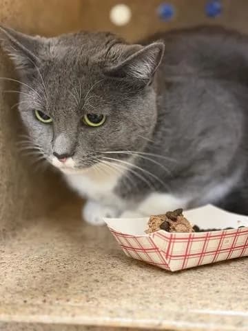 Luna - Domestic Shorthair