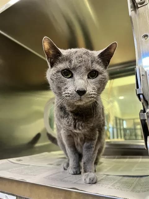 Artemis - Domestic Shorthair