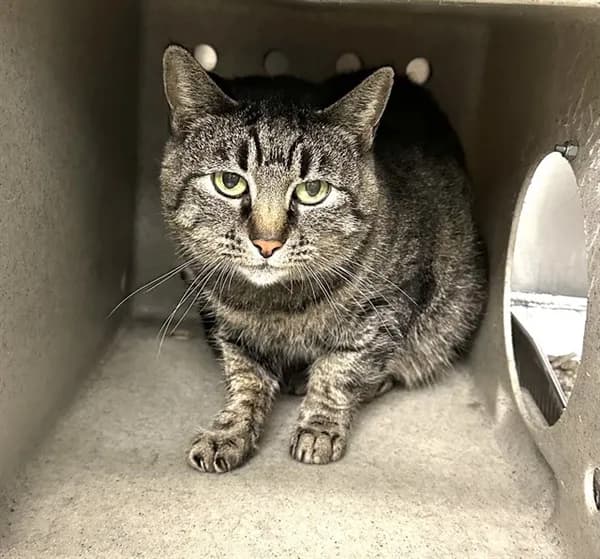 Hope - Domestic Shorthair