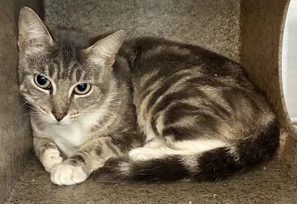 Rita - Domestic Shorthair